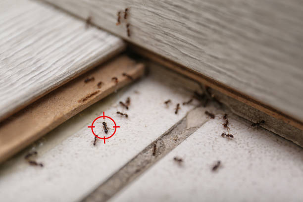 Best Best Pest Control Companies  in Franklinville, NJ