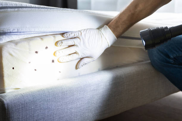 Best Wasp Removal Services  in Franklinville, NJ